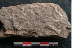 Foto (Detailansicht) von Asterophyllites equisetiformis Br. (NHMW-GEO-2024-0188-11005)